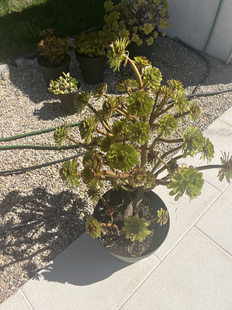 Plantas diversas