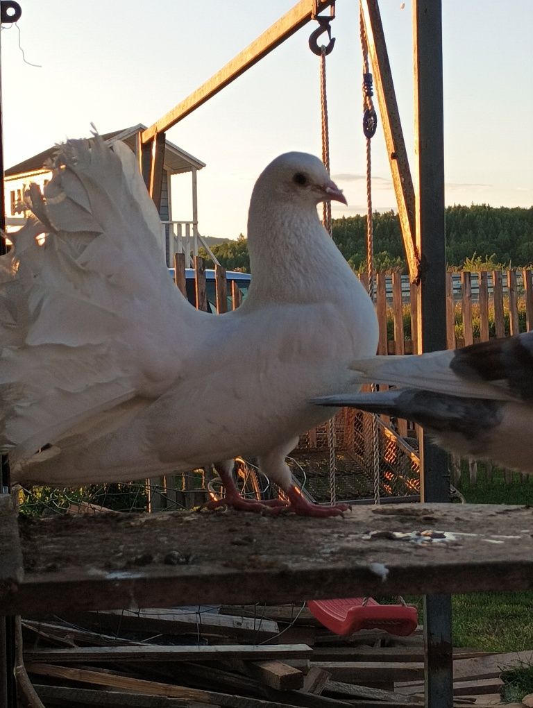 Sprzedam Gołębnik z gołębiami lub same gołębie