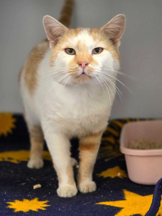 Bandi z FIV szuka rodzinki do pokochania!