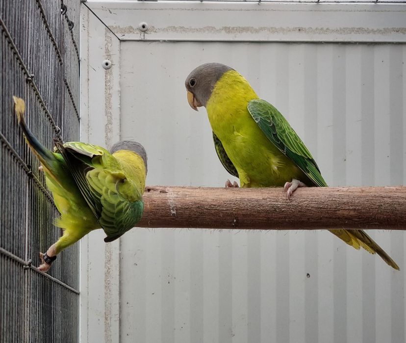 Cabeças de ameixas Opalinas/Diluido de  25