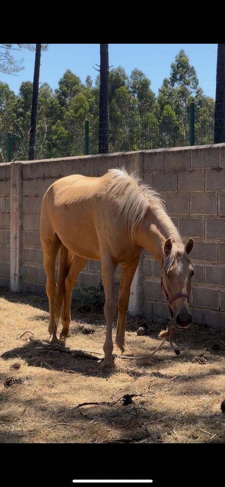 Égua Palomina 4 anos