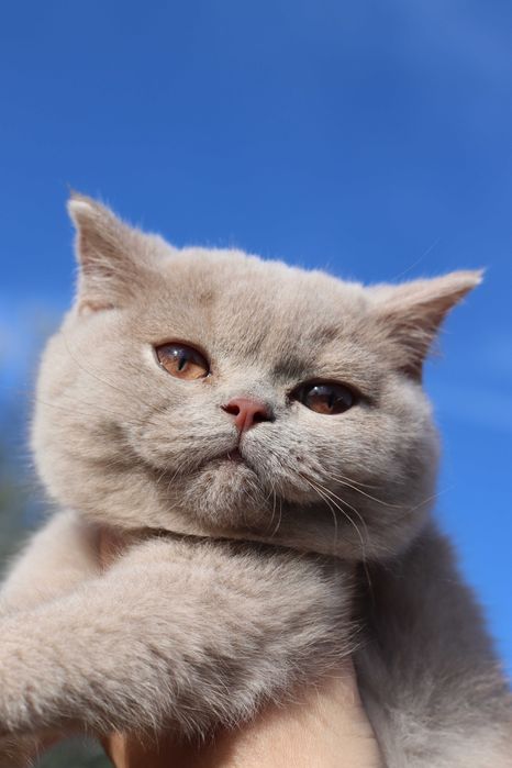 Gatinha British fawn com LOP