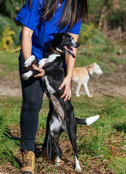Brenda- cachorra de porte médio para adoção