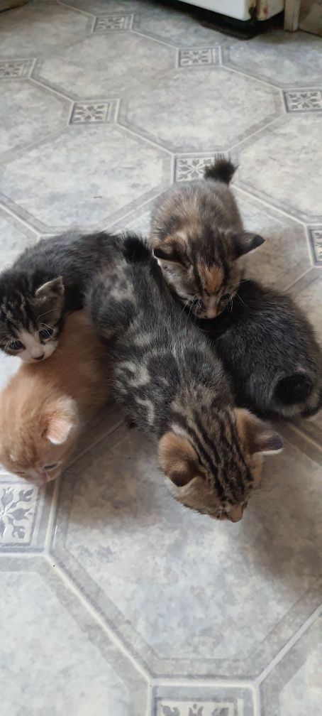 Кошенята курильського бобтейла