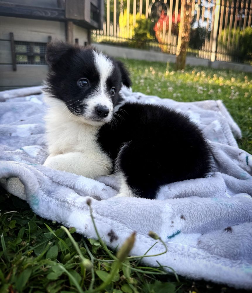 „BELLA” Suczka Border Collie