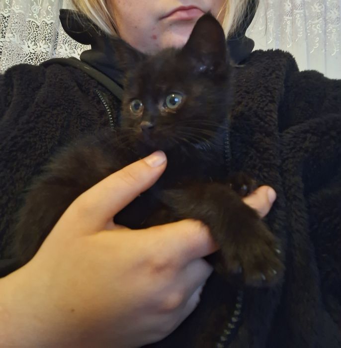 Aktualne! Mała kotka szuka domku!