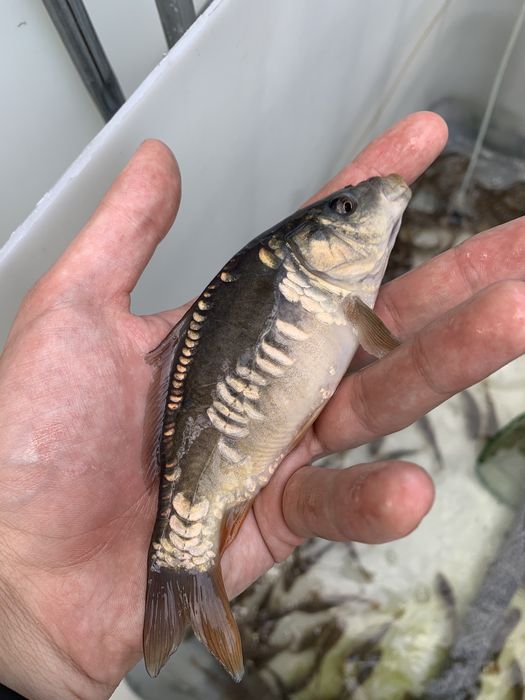 Narybek karpia karp królewski i pełnołuski sazan dowóz