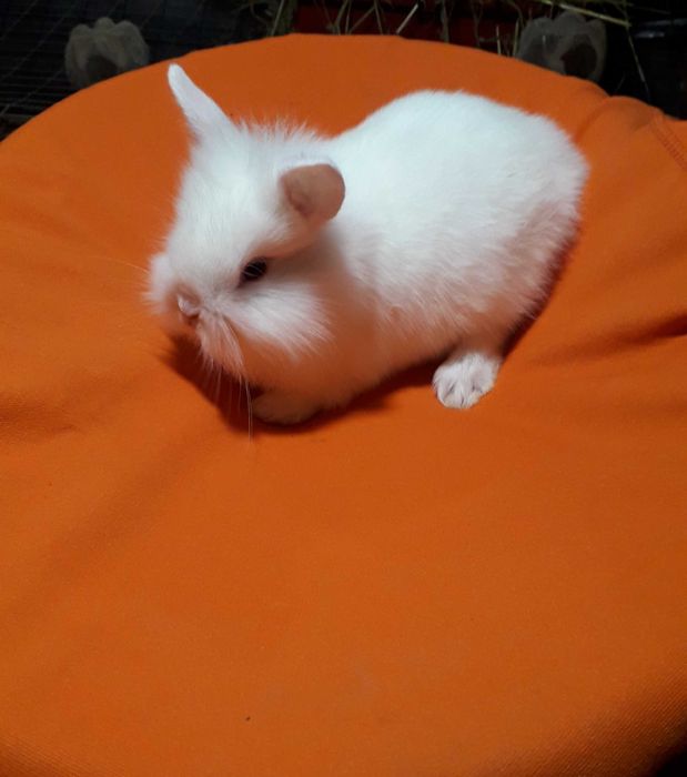 Декоративний кролик,  міні кролик