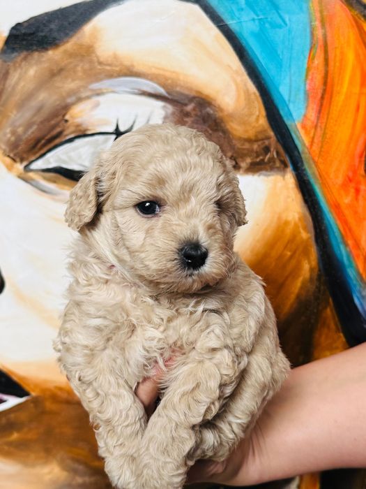 MALTIPOO 1FB - suczka | 75% PUDEL TOY (tata) 25% MALTIPOO (mama)