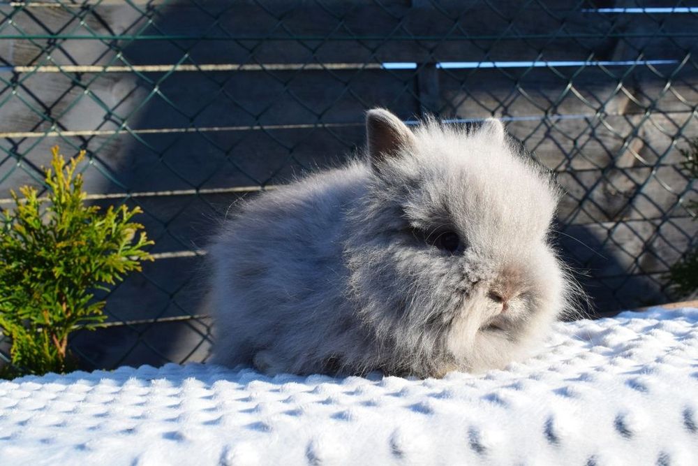 Królik karzełek teddy legalna hodowla miniaturka mini lop