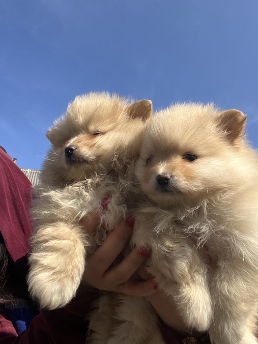 Шпіц, шпиц, цуценята