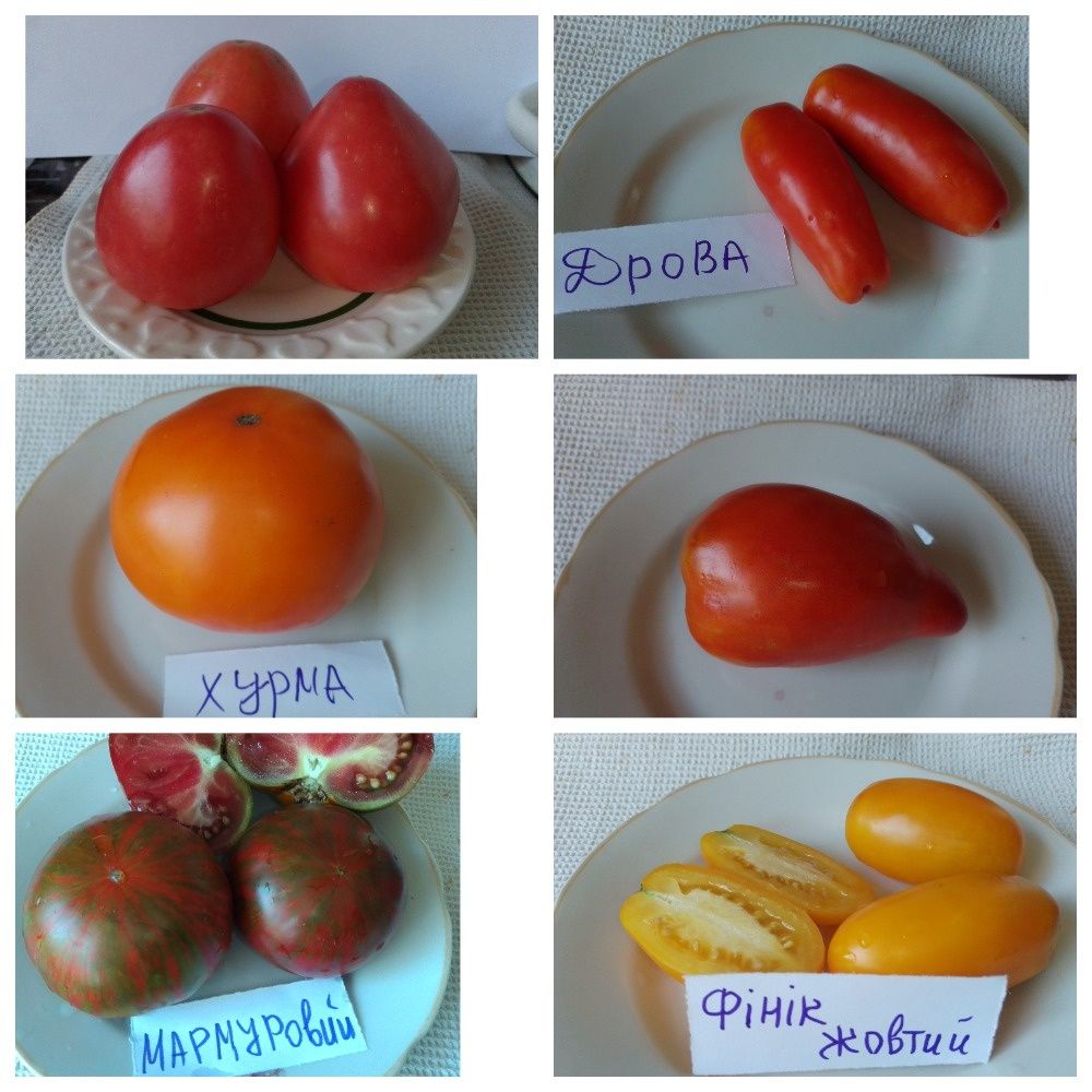 Насіння помідорів семена томатов