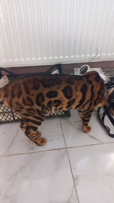 Бенгальский кот вязка