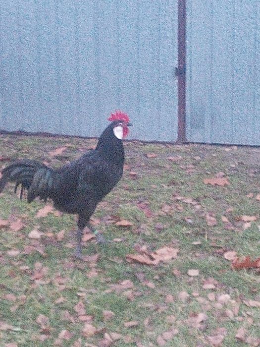 Sprzedam kogutki z kwietnia