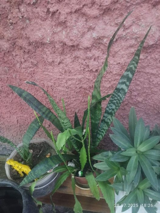 Продам недорого кімнатні рослини