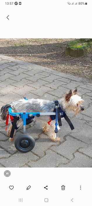 WÓZEK REHABILITACYJNY (inwalidzki) dla małego psa