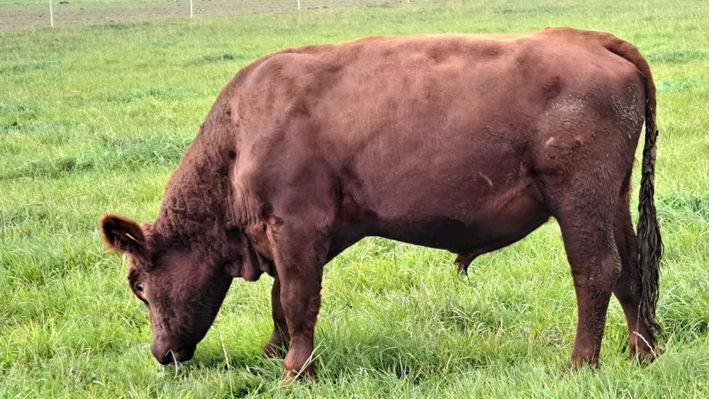 Buhaj Angus Czerwony Dofinansowanie ARIMR do końca listopada