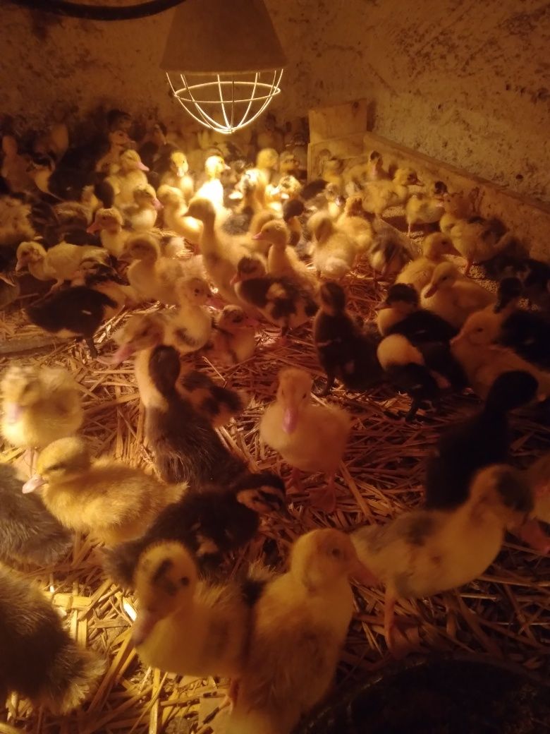 Kaczki pekin dworka staropolskie mulard śnieżne