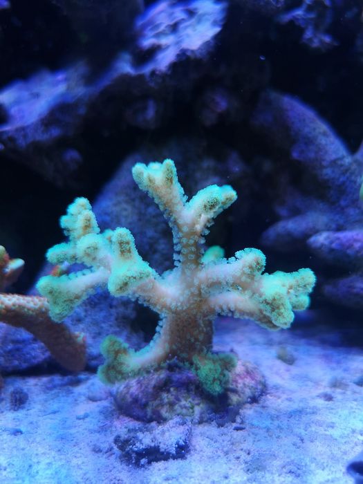 Seriatopora caliendrum koralowiec LPS