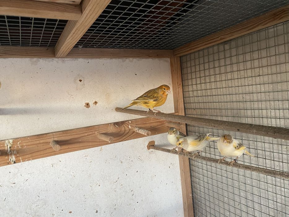 Kanarki samce samice