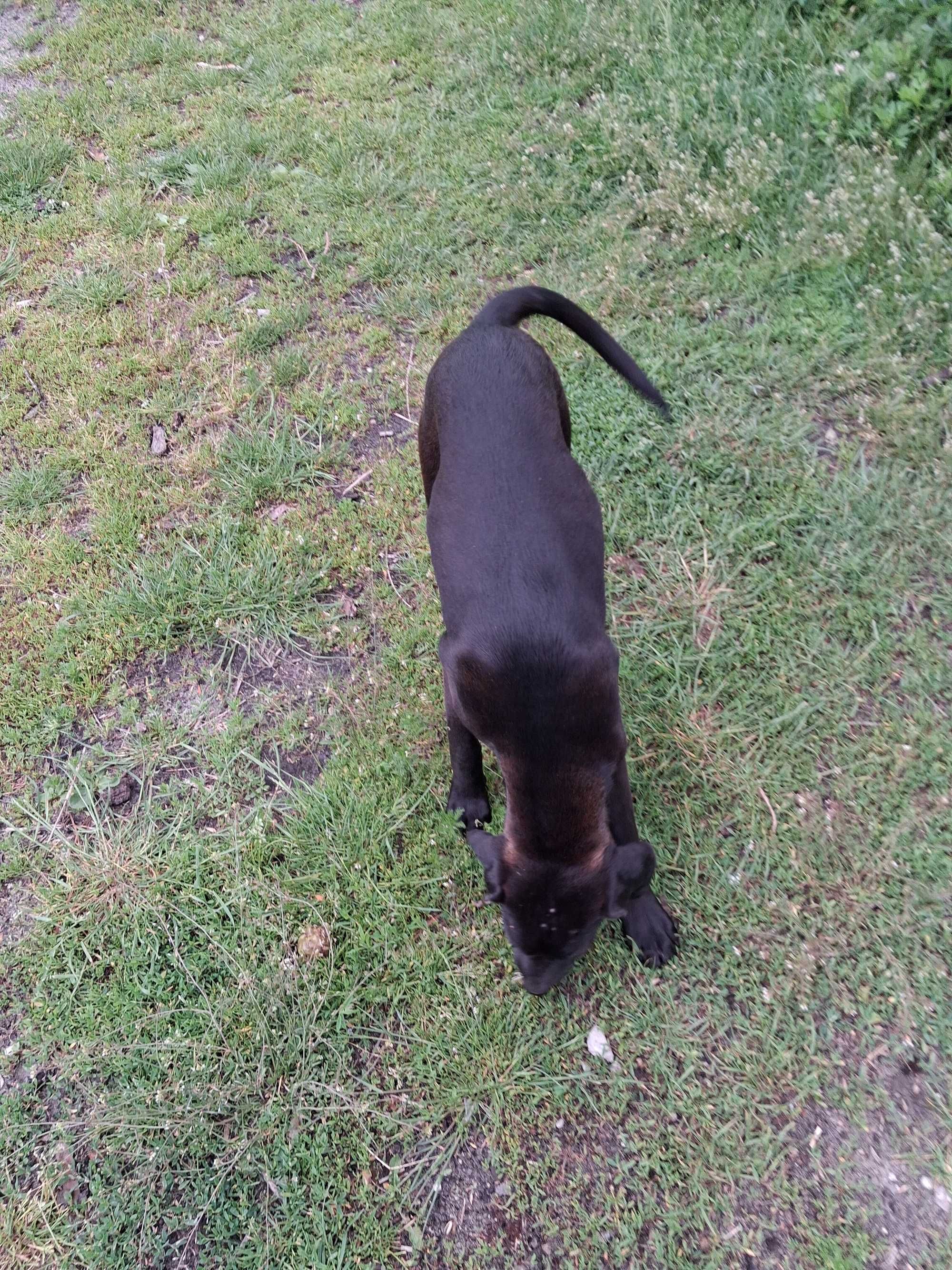 Oddam za darmo pieska wyzel