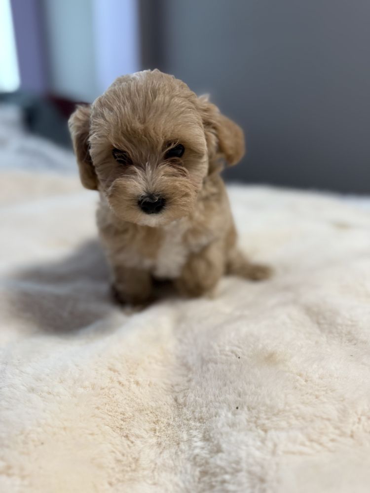 Maltipoo śliczna sunia