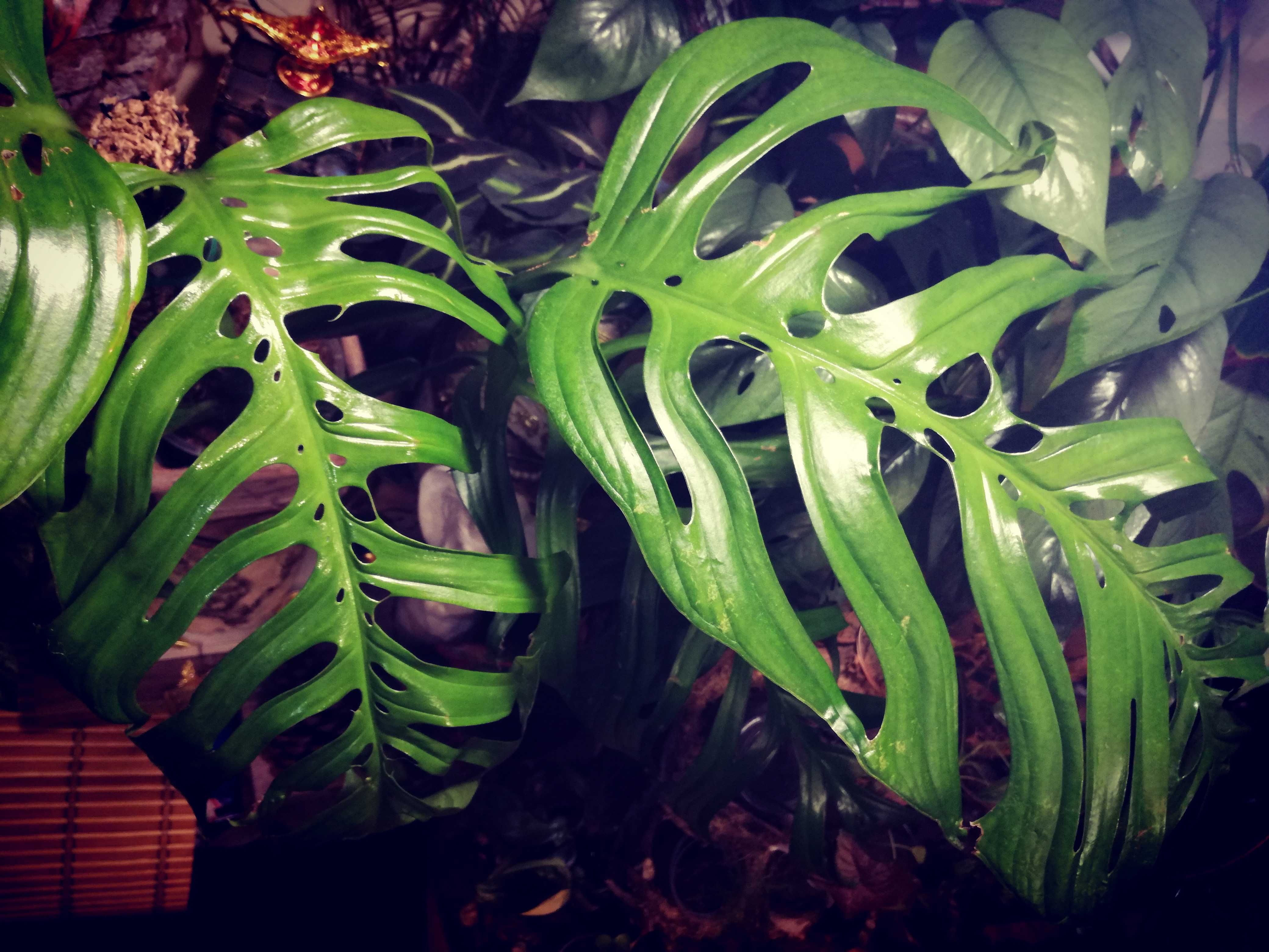 Monstera Esqueleto Epipremnoides REZERWACJA philodendron variegata