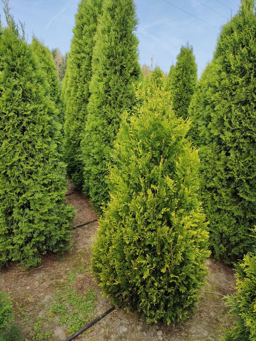 TUJA tuje 100-300 cm SZMARAGD różne odmiany i wysokości drzewek