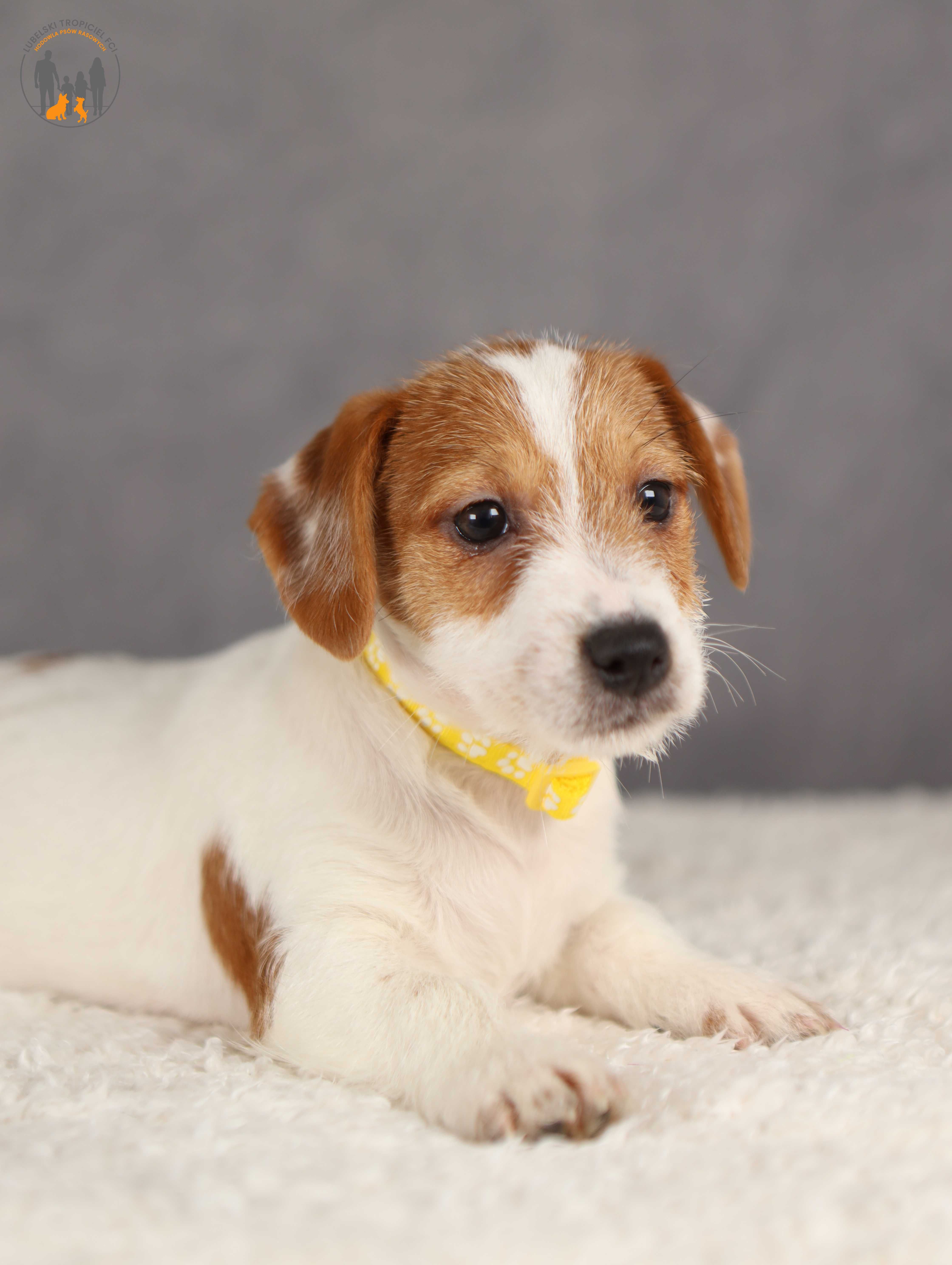 Jack Russell Terrier ZKwP FCI piesek