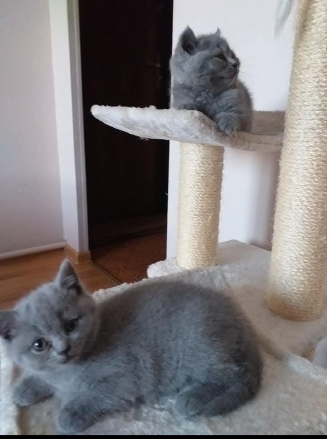Kocurek gotowy do odbioru
