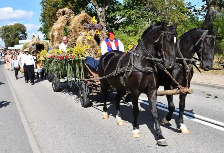 Para, 2 Wałachy Rasy Śląskiej 5 Lat Siodło , Zaprzęg