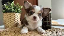 Dziewczynka Chihuahua Pola z Rodowodem Chipem