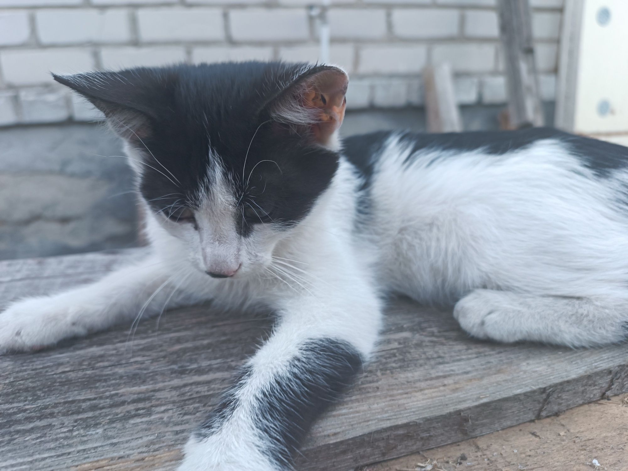 Кошеня для дітей