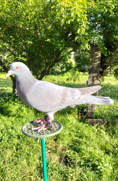 Pombos Negaça 

Italianos Lisos e Asa Branca, Gascognes, Nacionais de