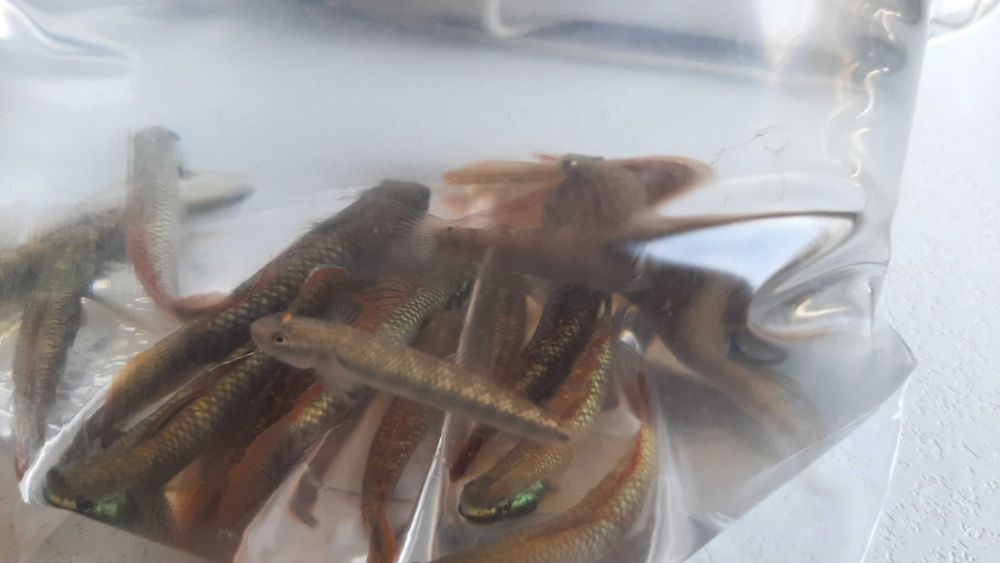 babka tęczowa ( czyściciel glonów)