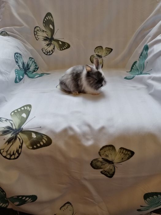 Króliczki karzełki Teddy