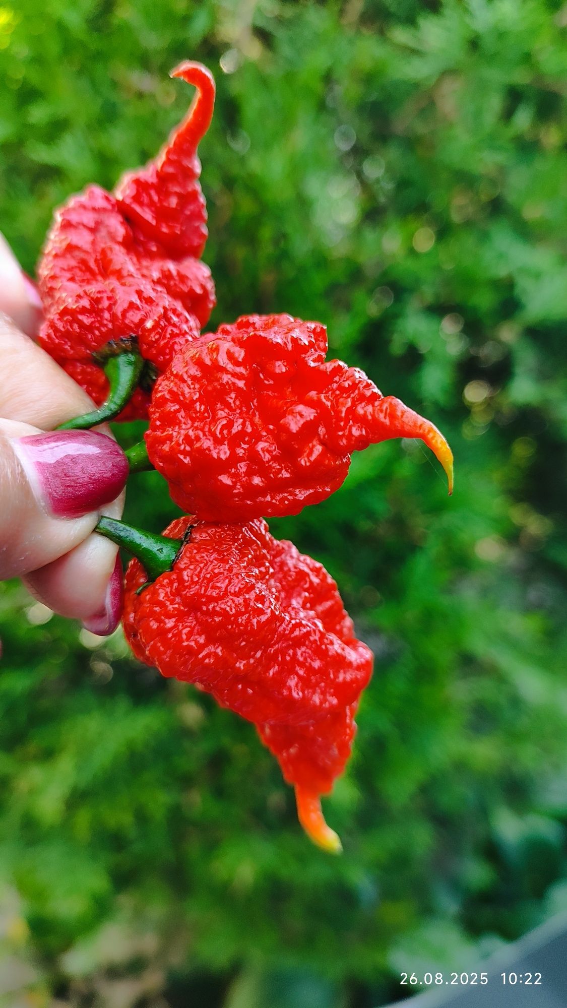 Соус Carolina Reaper концентрат.100мл.