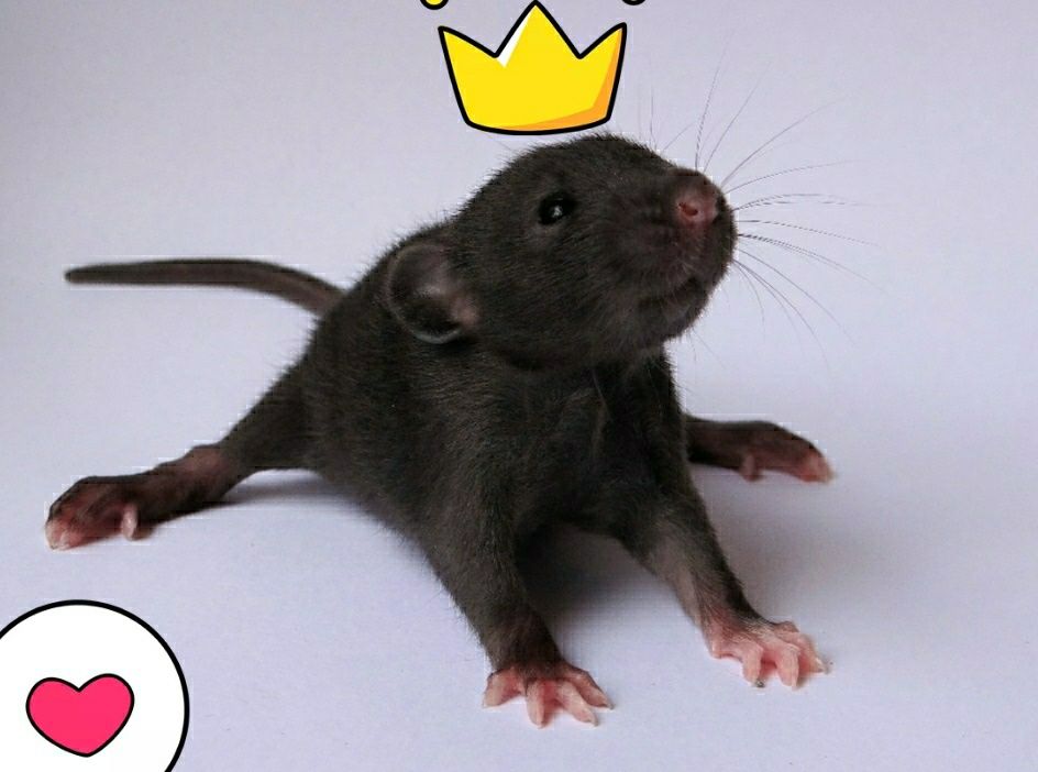 Крысынята Дамбо породистые в ваш дом!