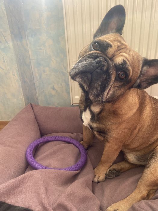 В’язка французький бульдог