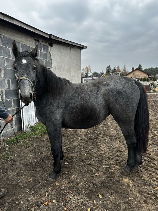 Klacz śląska 1,5 roku
