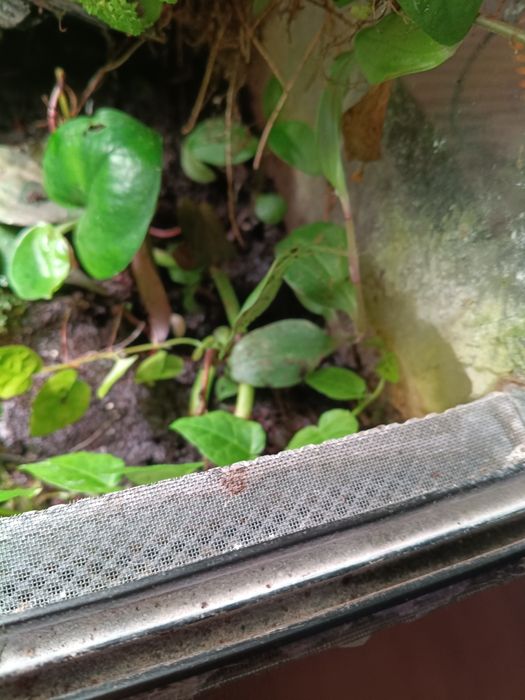 Komplet roślin  do terrarium