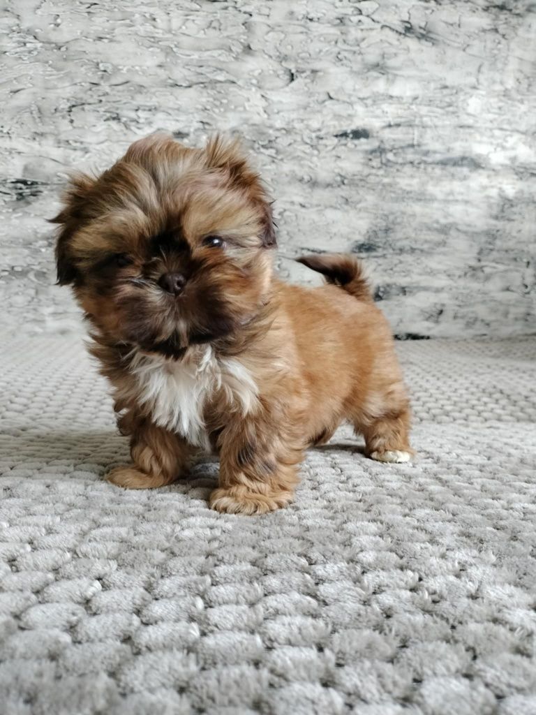 Sunia nr 2 Shih Tzu