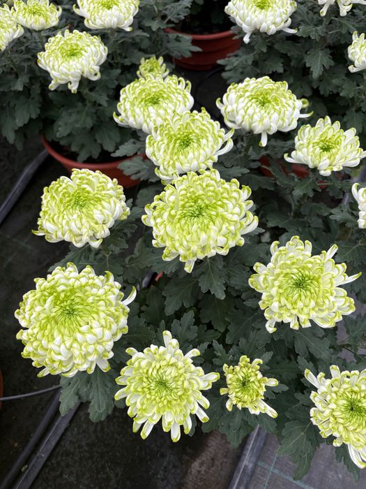 Chryzantema igiełkowa