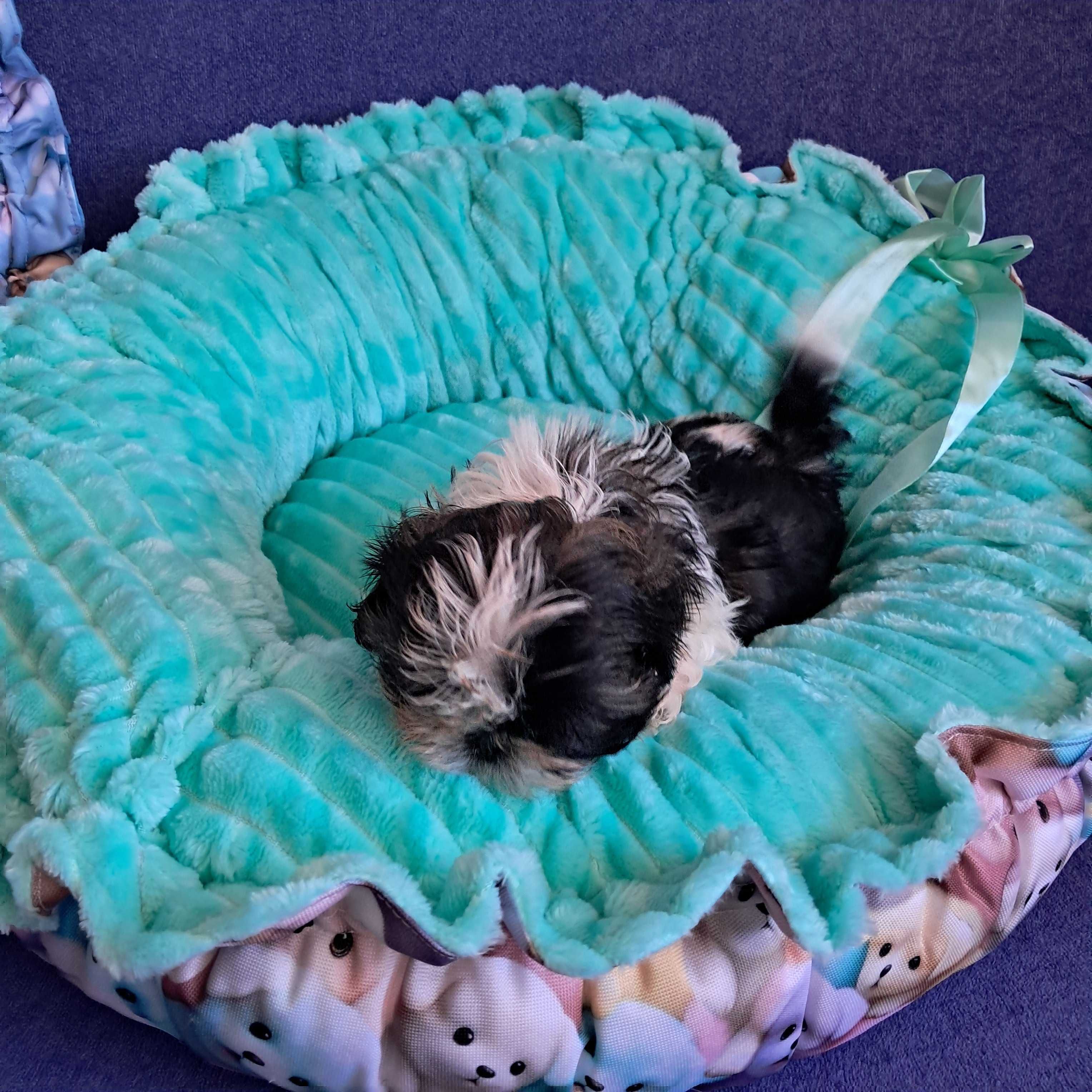 SHIH TZU dziewczynka gotowa do odbioru