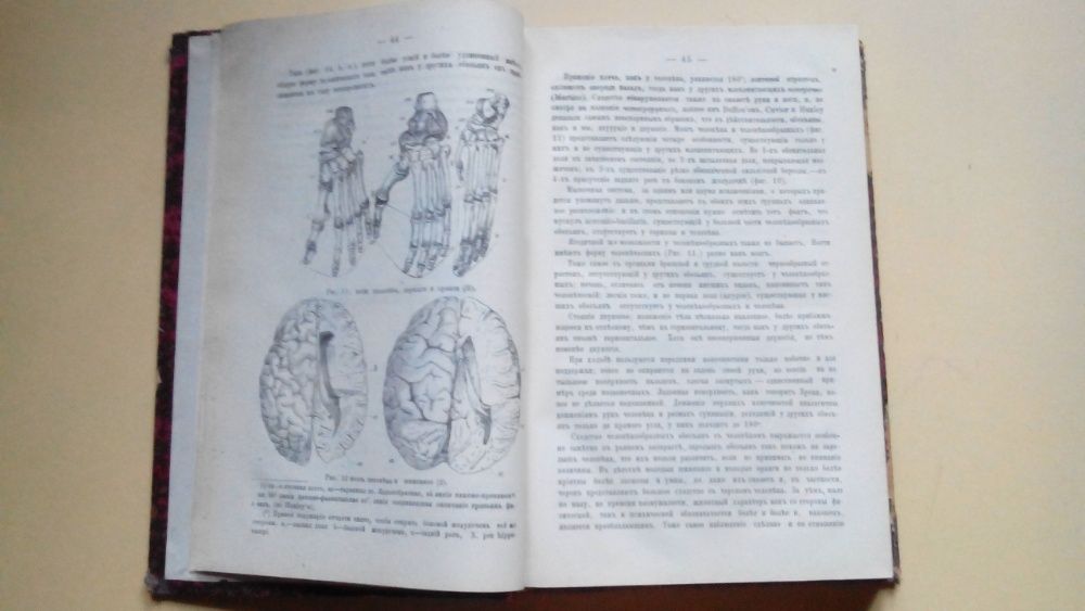 Физиология Человека 1881 Санктъ-Петербург