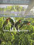 Roselas Caturras Red rumped