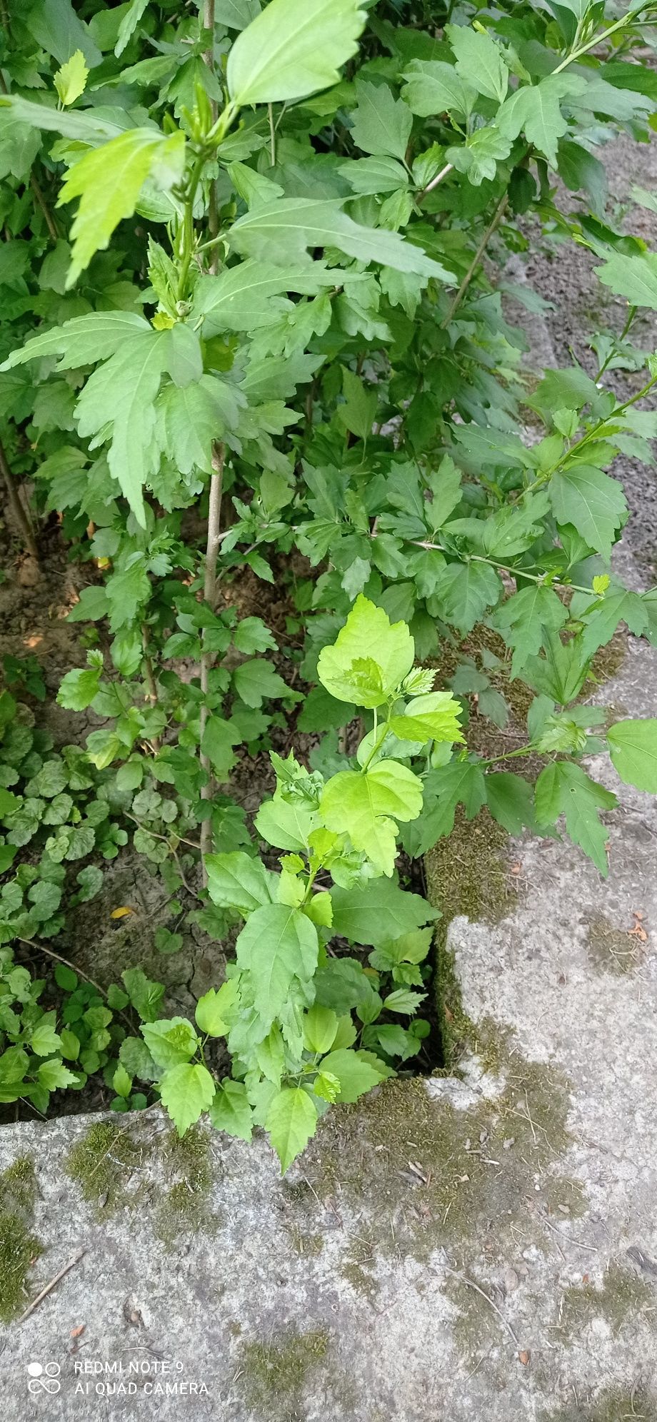 Hibiskus ketmia ogrodowa