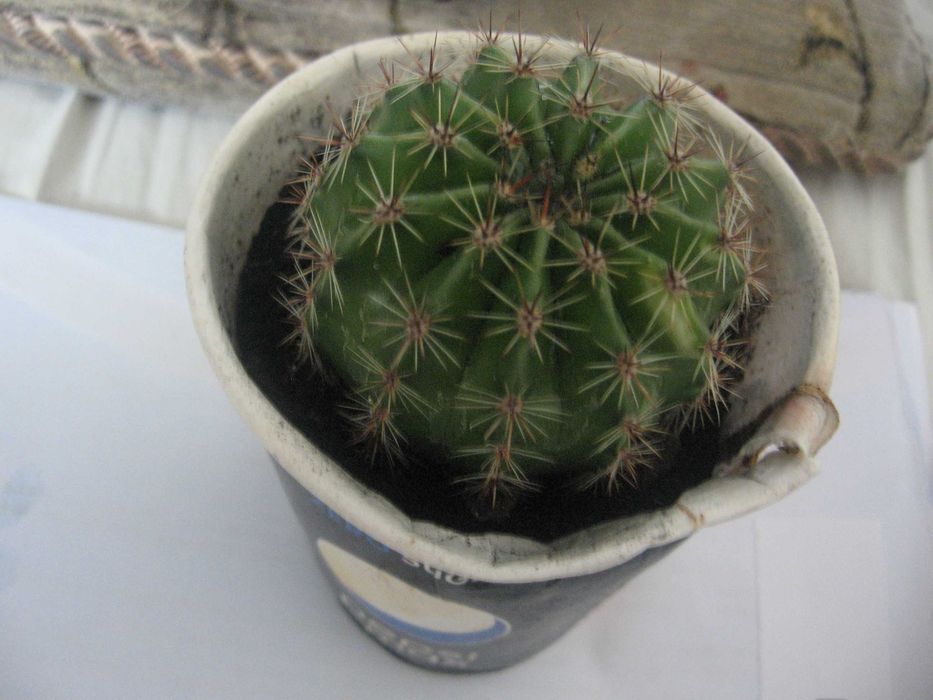 Kaktus kwitnący nr 2, Kwitnie na różowo. Duże piękne kwiaty