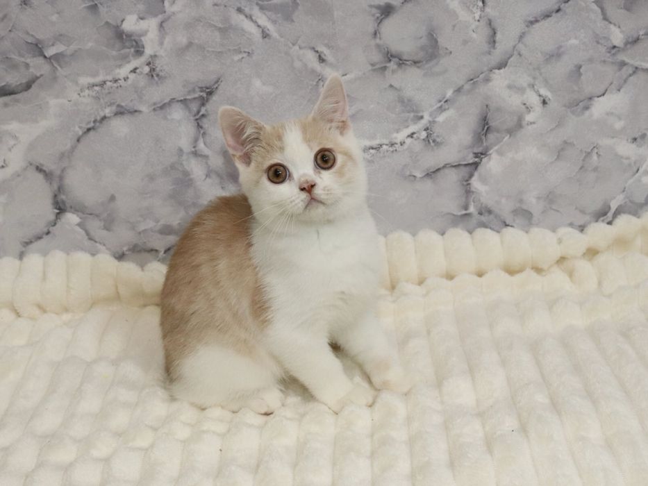 Хлопчик рухлива зефірка