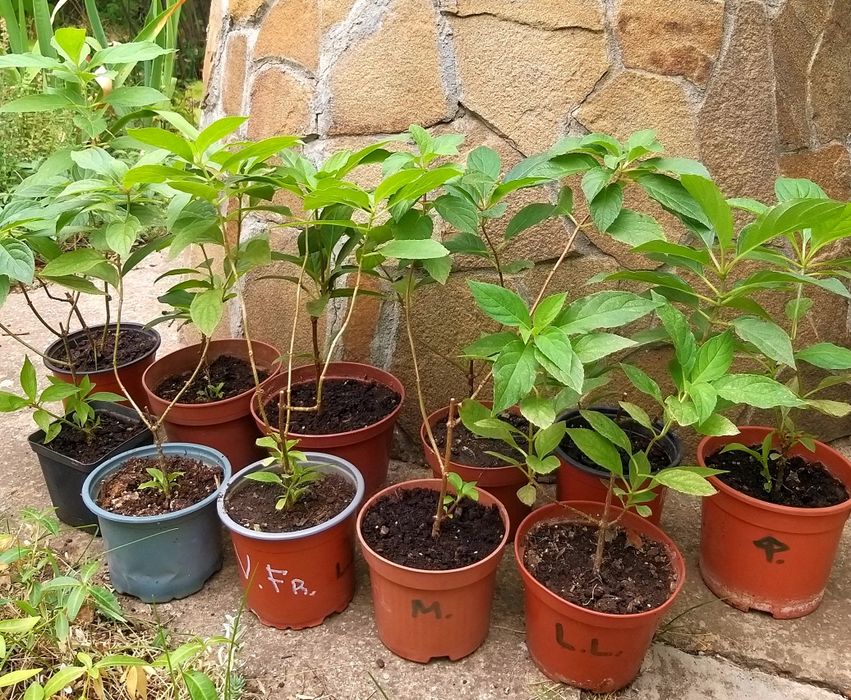 Гортензія волотиста (метельчатая), 6 сортів